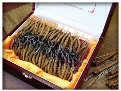 怒江冬虫夏草回收